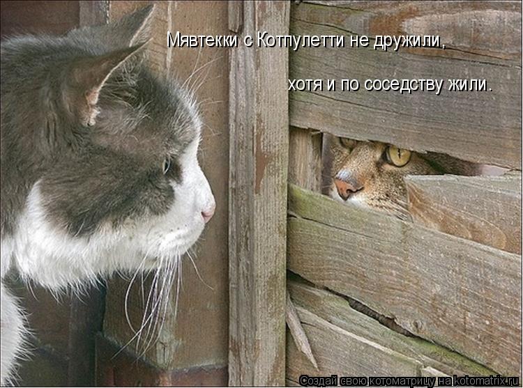 Мявтекки с Котпулетти не дружили, хотя и по соседству жили.... Котоматрица: Мявтекки с Котпулетти не дружили, хотя и по соседству жили.
