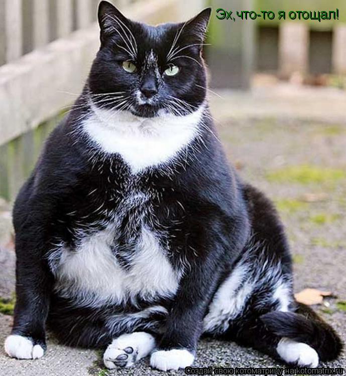 Котоматрица: Эх,что-то я отощал!