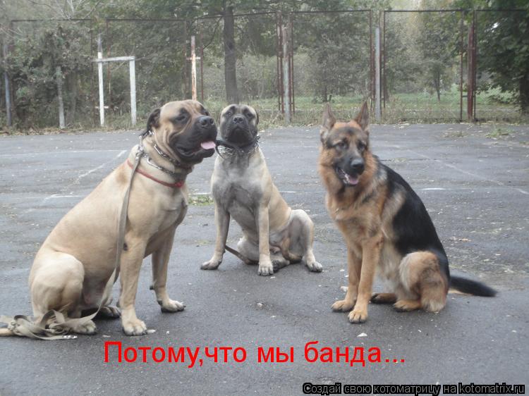 Котоматрица: Потому,что мы банда...