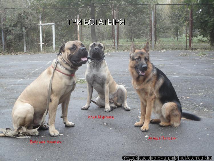 Котоматрица: ТРИ БОГАТЫРЯ Илья Муромец Алёша Попович Добрыня Никитич