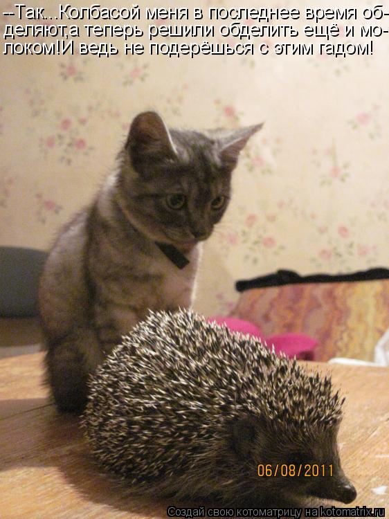 Котоматрица: --Так...Колбасой меня в последнее время об- деляют,а теперь решили обделить ещё и мо- локом!И ведь не подерёшься с этим гадом!