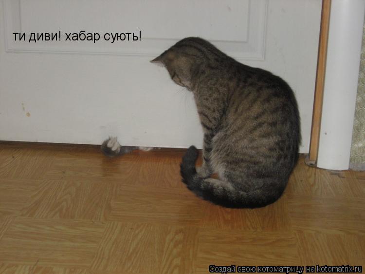 Котоматрица: ти диви! хабар сують!