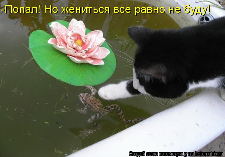 Котоматрица: -Попал! Но жениться все равно не буду!