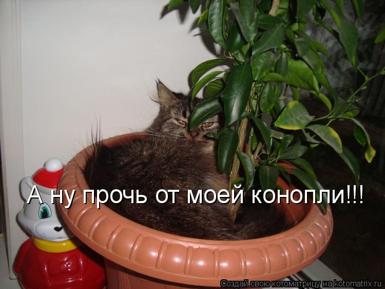Котоматрица: А ну прочь от моей конопли!!!
