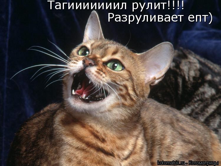Котоматрица: Тагииииииил рулит!!!! Разруливает епт)