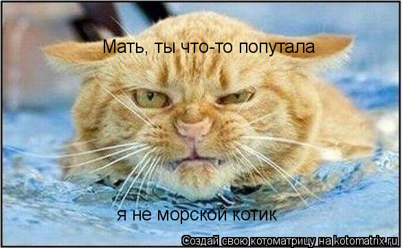 Котоматрица: Мать, ты что-то попутала  я не морской котик