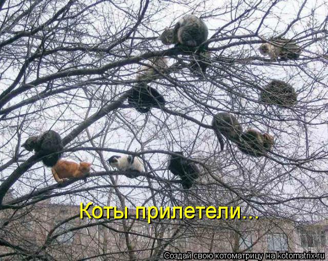 Котоматрица: Коты прилетели...