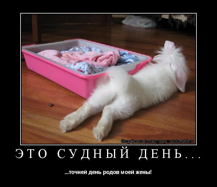 Котоматрица: это судный день... ...точней день родов моей жены!