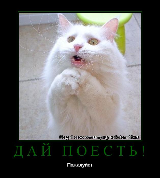 Котоматрица: Дай поесть! Пожалуйст