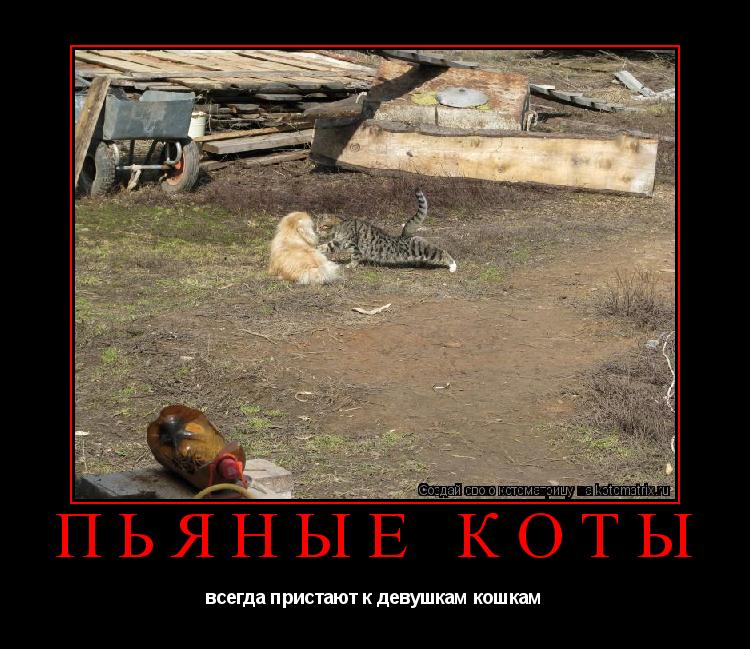 Котоматрица: пьяные коты всегда пристают к девушкам кошкам