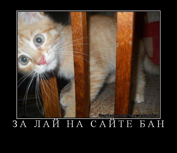 Котоматрица: За лай на сайте бан 