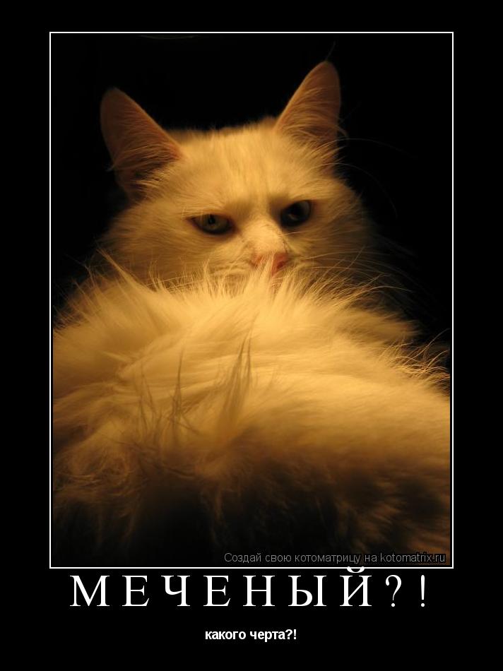 МЕЧЕНЫЙ?! какого черта?!... Котоматрица: МЕЧЕНЫЙ?! какого черта?!