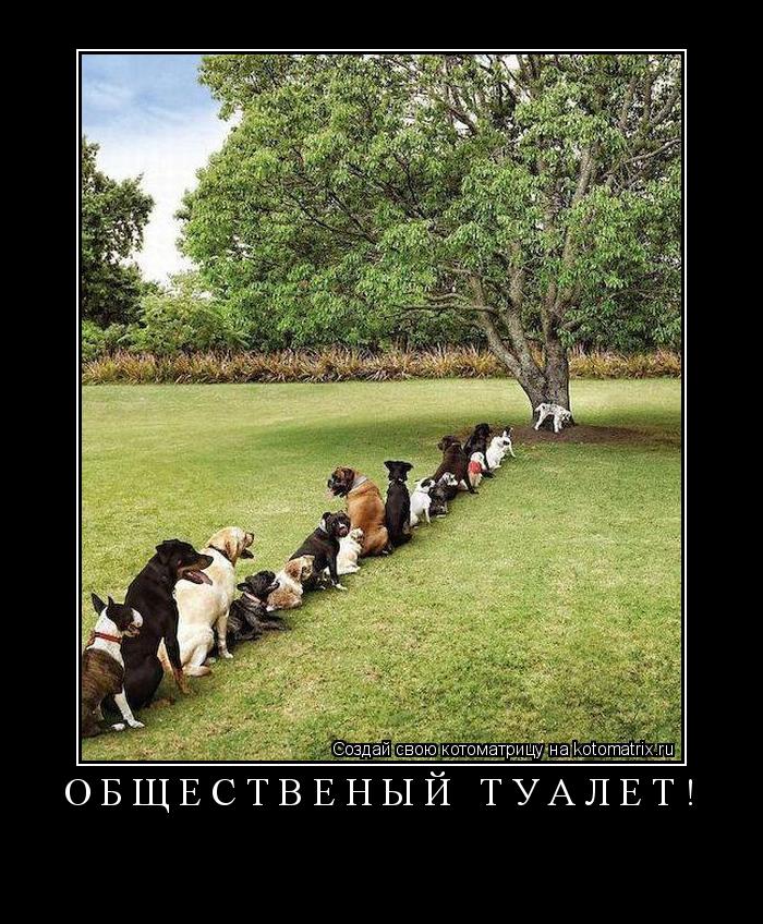 Котоматрица: Общественый туалет! 