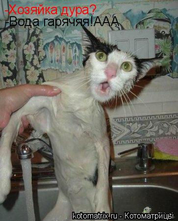Котоматрица: -Хозяйка дура? -Вода гарячяя!ААА
