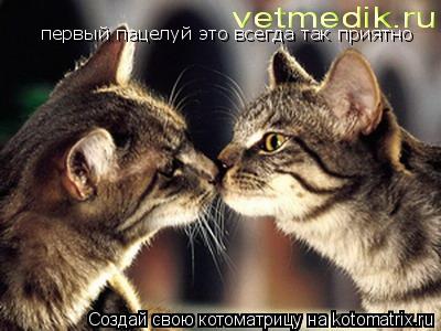 Котоматрица: первый пацелуй это всегда так приятно
