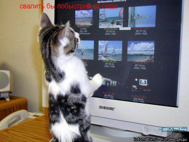 Котоматрица: свалить бы побыстрей от сюда  свалить бы побыстрей от сюда