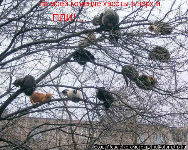 Котоматрица: по моей коменде хвосты в верх и по моей коменде хвосты в верх и ПЛИ!....