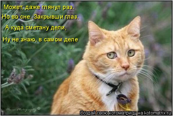 Может, даже глянул раз. Но во сне. Закрывши глаз. А куда сметану дели, Ну не знаю, в самом деле... Котоматрица: Может, даже глянул раз. Но во сне. Закрывши глаз. А куда сметану дели, Ну не знаю, в самом деле