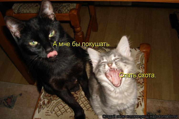 Котоматрица: Спать охота. А мне бы покушать.