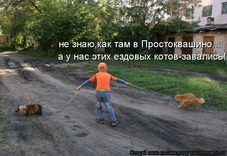 не знаю,как там в Простоквашино... а у нас этих ездовых котов-завались!... Котоматрица: не знаю,как там в Простоквашино... а у нас этих ездовых котов-завались!
