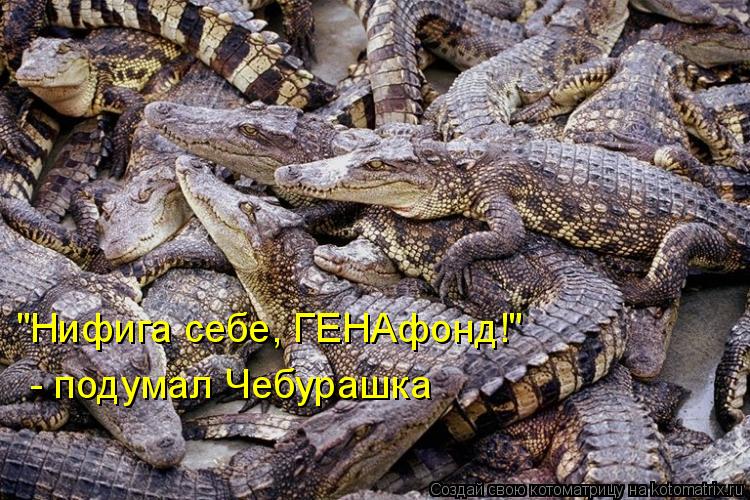 Котоматрица: "Нифига себе, ГЕНАфонд!"  - подумал Чебурашка