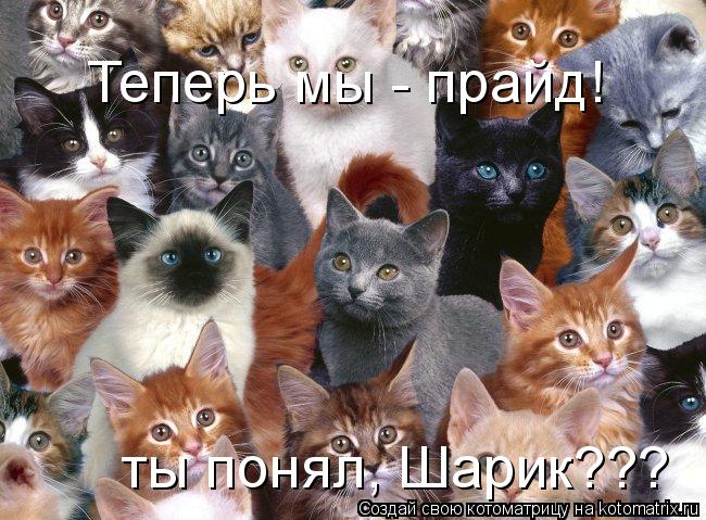 Котоматрица: Теперь мы - прайд! ты понял, Шарик???