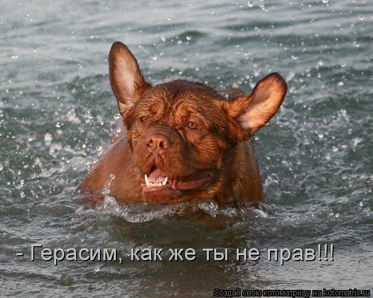 Котоматрица: - Герасим, как же ты не прав!!!