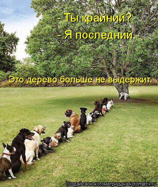 Котоматрица: - Ты крайний? - Я последний. Это дерево больше не выдержит.