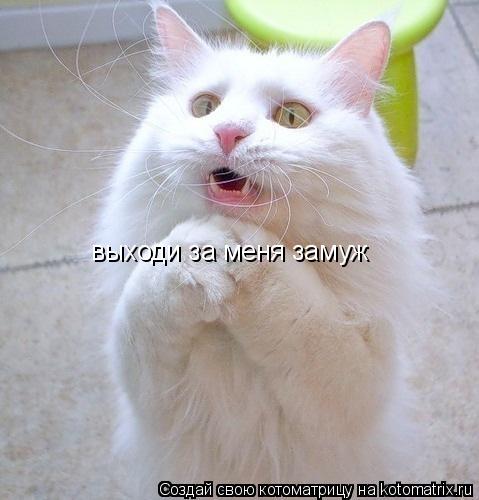 Котоматрица: выходи за меня замуж