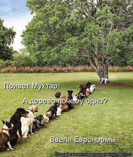 Котоматрица: Ввели Евронормы. Привет Мухтар!  А дерево почему одно?