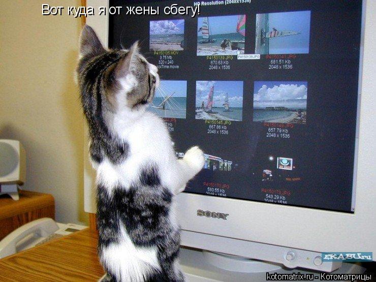 Вот куда я от жены сбегу!... Котоматрица: Вот куда я от жены сбегу!