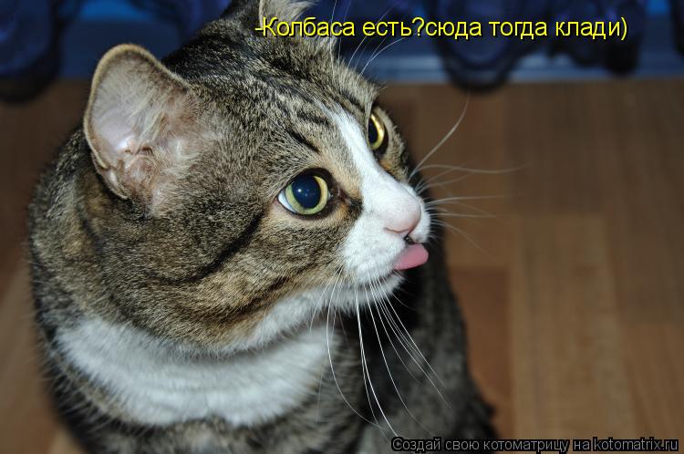 -Колбаса есть?сюда тогда клади)... Котоматрица: -Колбаса есть?сюда тогда клади)