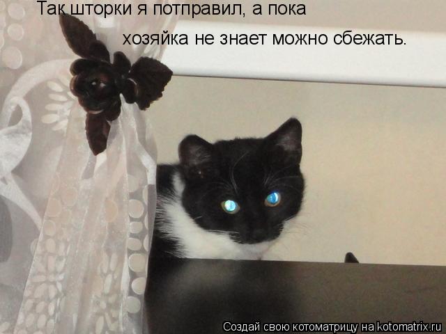 Так шторки я потправил, а пока хозяйка не знает можно сбежать.... Котоматрица: Так шторки я потправил, а пока хозяйка не знает можно сбежать.