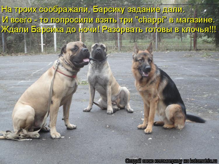 Котоматрица: И всего - то попросили взять три "chappi" в магазине. На троих соображали, Барсику задание дали. Ждали Барсика до ночи! Разорвать готовы в клочья!