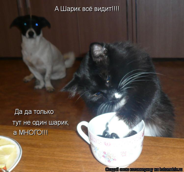 А Шарик всё видит!!!! Да да только тут не один шарик, а МНОГО!!!... Котоматрица: А Шарик всё видит!!!! Да да только тут не один шарик, а МНОГО!!!