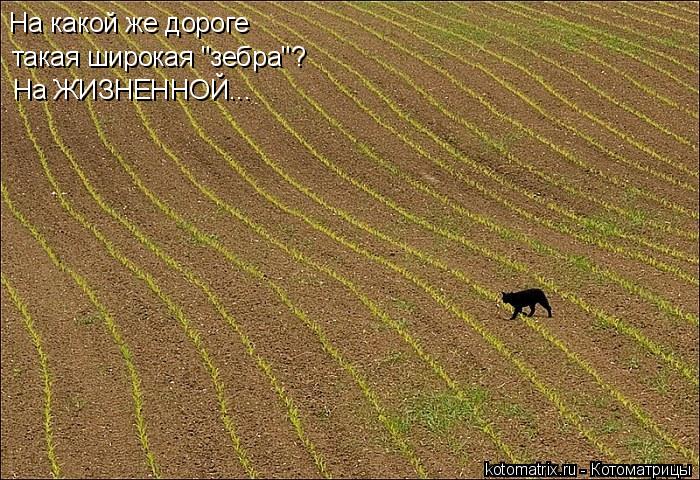На какой же дороге такая широкая "зебра"? На ЖИЗНЕННОЙ...... Котоматрица: На какой же дороге такая широкая "зебра"? На ЖИЗНЕННОЙ...