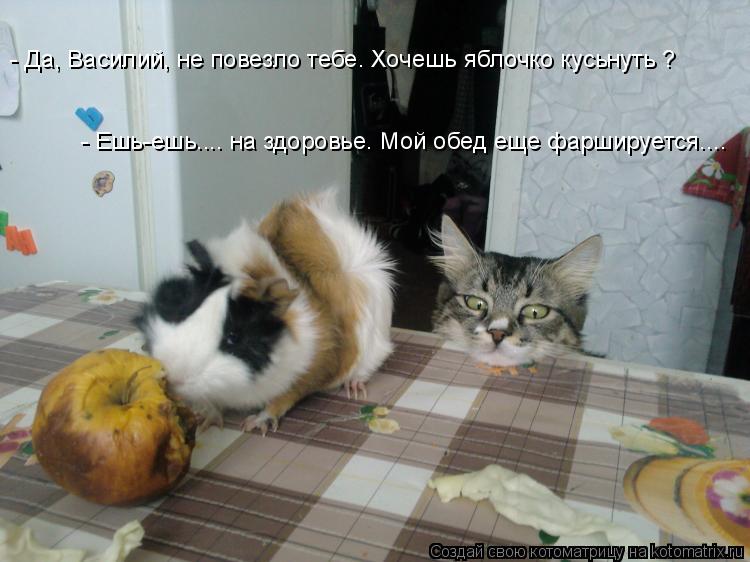 - Да, Василий, не повезло тебе. Хочешь яблочко кусьнуть ? - Ешь-ешь.... на здоровье. Мой обед еще фар... Котоматрица: - Да, Василий, не повезло тебе. Хочешь яблочко кусьнуть ? - Ешь-ешь.... на здоровье. Мой обед еще фаршируется....