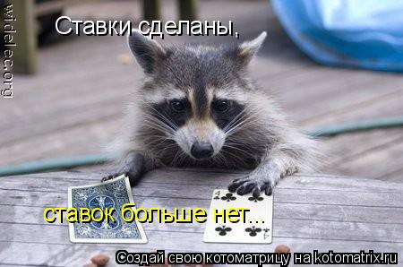Ставки сделаны, ставок больше нет...... Котоматрица: Ставки сделаны, ставок больше нет...