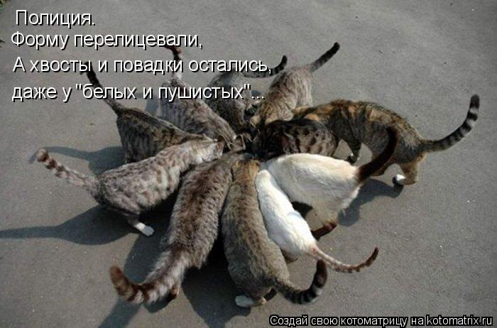 Полиция. Форму перелицевали, А хвосты и повадки остались, даже у "белых и пушистых"...... Котоматрица: Полиция. Форму перелицевали, А хвосты и повадки остались, даже у "белых и пушистых"...