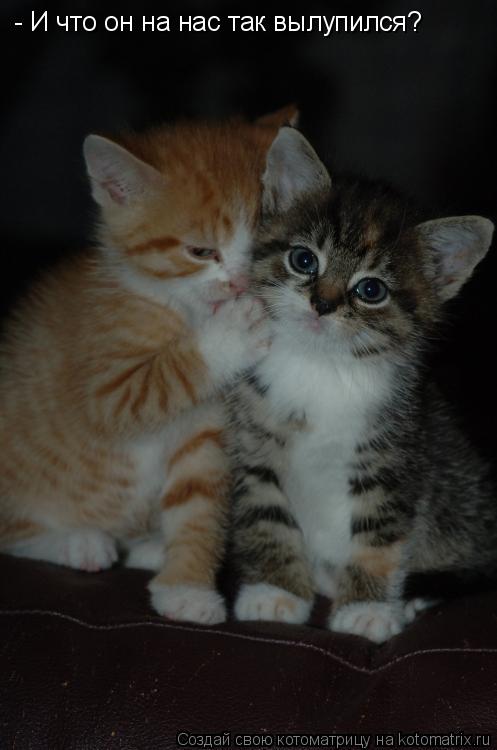 - И что он на нас так вылупился?... Котоматрица: - И что он на нас так вылупился?
