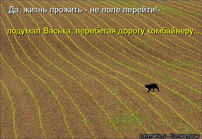 Да, жизнь прожить - не поле перейти!- подумал Васька, перебегая дорогу комбайнеру...... Котоматрица: Да, жизнь прожить - не поле перейти!- подумал Васька, перебегая дорогу комбайнеру...