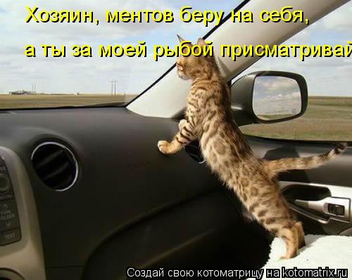 Котоматрица: Хозяин, ментов беру на себя, а ты за моей рыбой присматривай