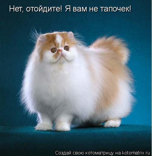 Котоматрица: Нет, отойдите! Я вам не тапочек!