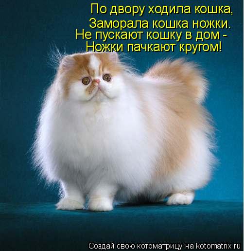 По двору ходила кошка, Заморала кошка ножки. Не пускают кошку в дом - Ножки пачкают кругом!... Котоматрица: По двору ходила кошка, Заморала кошка ножки. Не пускают кошку в дом - Ножки пачкают кругом!