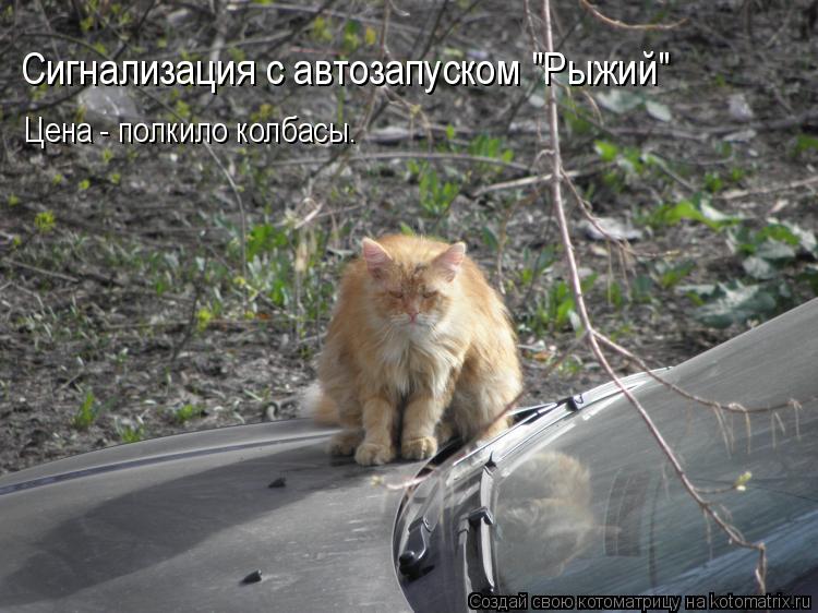 Сигнализация с автозапуском "Рыжий" Цена - полкило колбасы.... Котоматрица: Сигнализация с автозапуском "Рыжий" Цена - полкило колбасы.