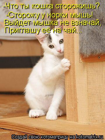 -Что ты кошка сторожишь? -Сторожу у норки мышь! Выйдет мышка не взначай, Приглашу её на чай...... Котоматрица: -Что ты кошка сторожишь? -Сторожу у норки мышь! Выйдет мышка не взначай, Приглашу её на чай...