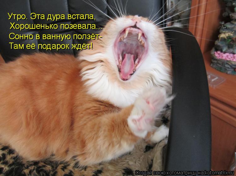 Утро. Эта дура встала, Хорошенько позевала... Сонно в ванную ползёт- Там её подарок ждёт!... Котоматрица: Утро. Эта дура встала, Хорошенько позевала... Сонно в ванную ползёт- Там её подарок ждёт!