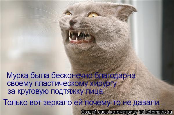 Мурка была бесконечно благодарна своему пластическому хирургу за круговую подтяжку лица. Только вот з... Котоматрица: Мурка была бесконечно благодарна своему пластическому хирургу за круговую подтяжку лица. Только вот зеркало ей почему-то не давали...