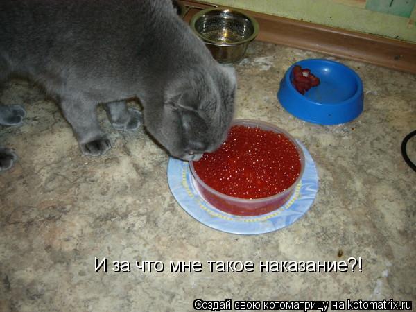 И за что мне такое наказание?!... Котоматрица: И за что мне такое наказание?!