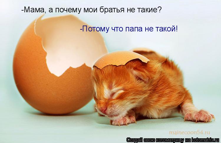 Котоматрица: -Мама, а почему мои братья не такие? -Потому что папа не такой!